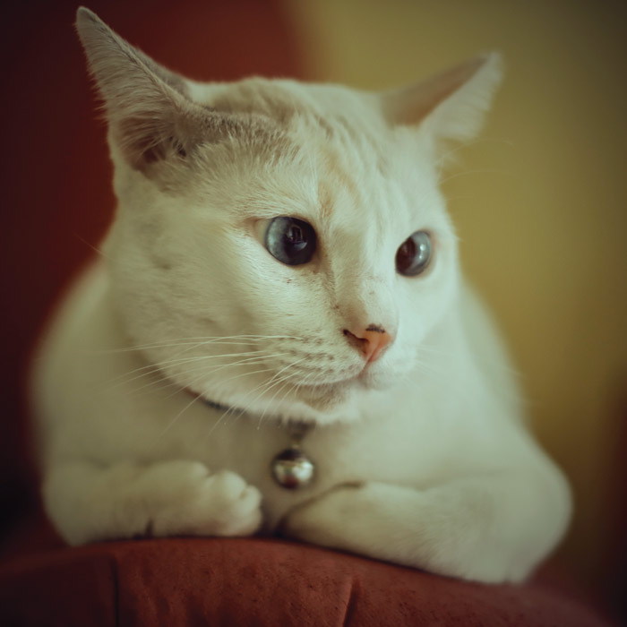 hk_c_Home-cat-portrait-_MG_8069.jpg