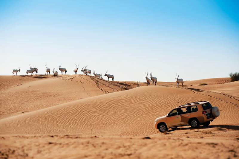 hk_c_Desert---Wildlife-Watching-&-Dune-Bashing.jpg