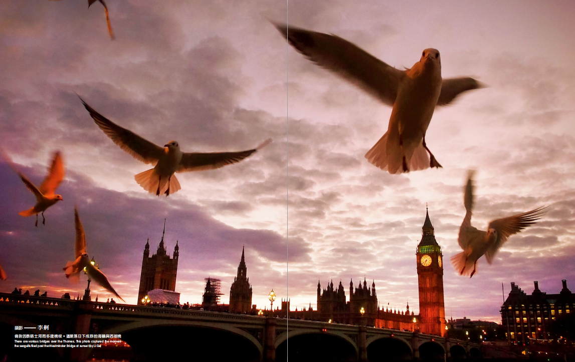 hk_c_倫敦因泰晤士河而多建橋樑。這是落日下成群的海鷗與西敏橋.png