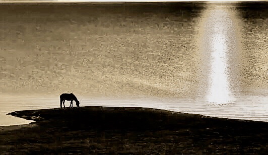 hk_c_1617705126414046663.jpeg hk_c_孤獨的馬 澳大利亞 華燈初上.jpeg