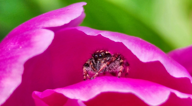 hk_c_紅房子 江蘇蘇州 吳玉雲.jpg