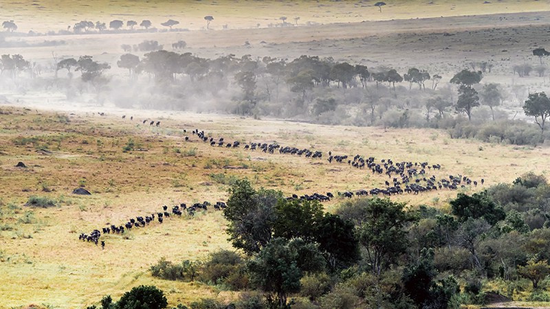 hk_c_航拍馬賽馬拉的角馬遷徙 楊秉勇.jpg