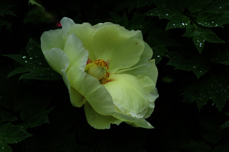 hk_c_牡丹花開 上海 王建樂.jpg