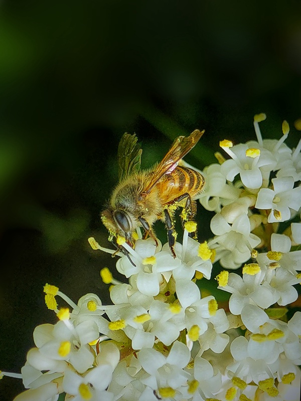 hk_c_勤勞的小蜜蜂 三湘四水.jpg