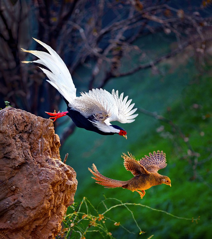 hk_c_相隨 山東維坊 姚國才.jpg