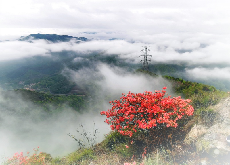 hk_c_雲中杜鵑花 浙江新昌 童宇均.jpg