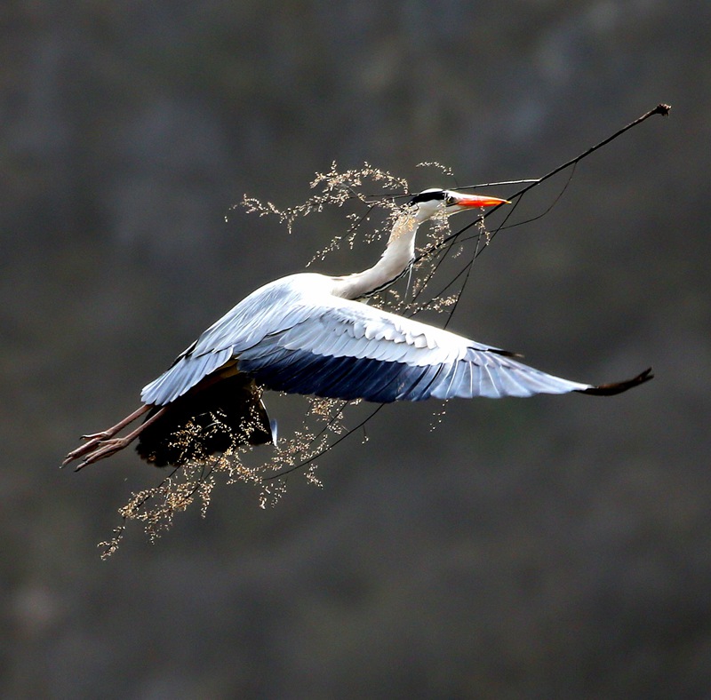 hk_c_張繼明-一隻蒼鷺，銜着一枝碩大的樹枝，在空中飛翔，去營造美麗棲身的鳥巢.jpg