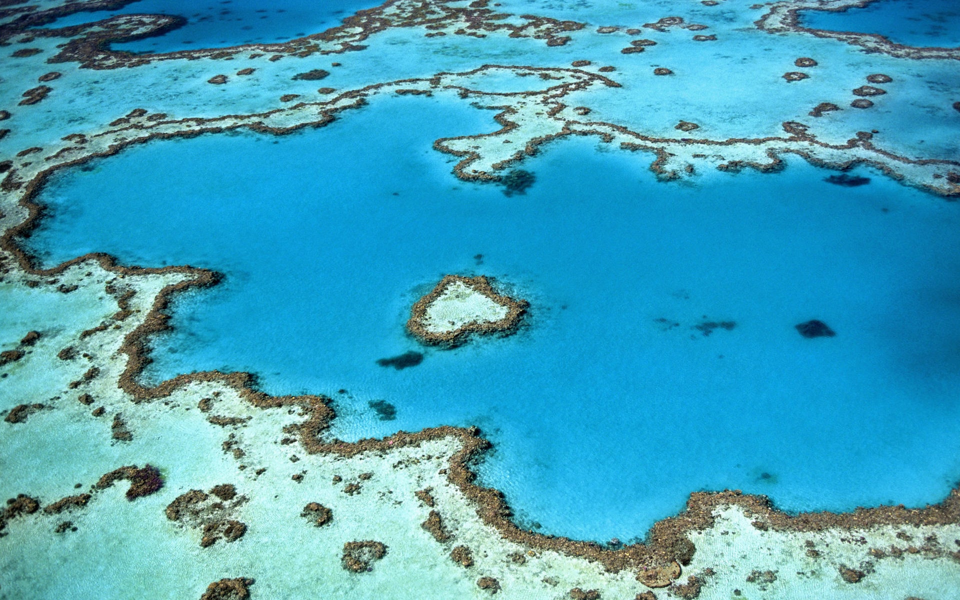 大堡礁潜水🤿 澳大利亚的大堡礁是世界上最大最长的珊瑚礁