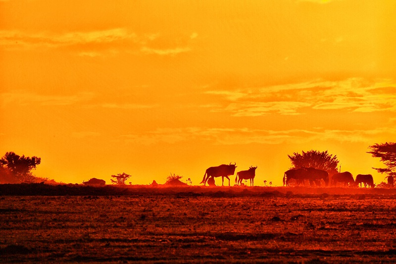 hk_c_攝於肯尼亞馬賽馬拉國家公園 曹巨波2.jpg