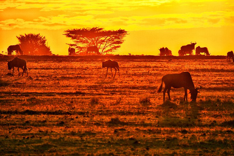 hk_c_攝於肯尼亞馬賽馬拉國家公園 曹巨波3.jpg