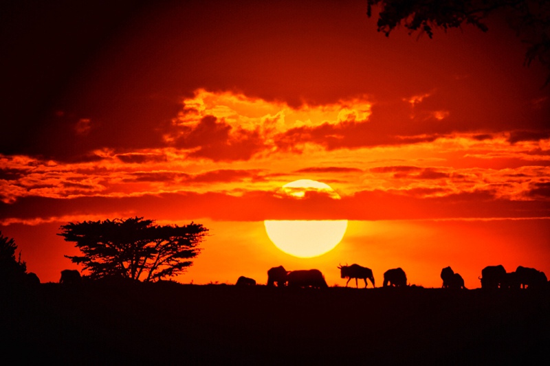 hk_c_攝於肯尼亞馬賽馬拉國家公園 曹巨波4.jpg