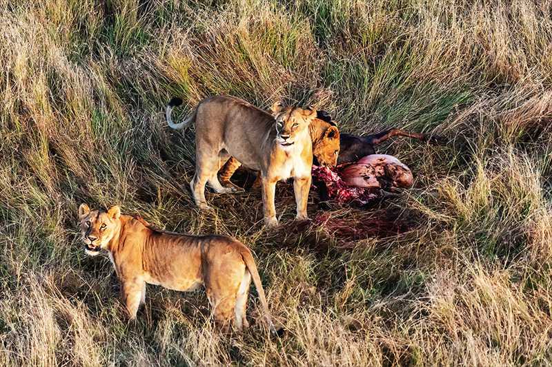 hk_c_肯尼亞的馬賽馬拉草原上。一群獅子在吃角馬。陸春南.jpg