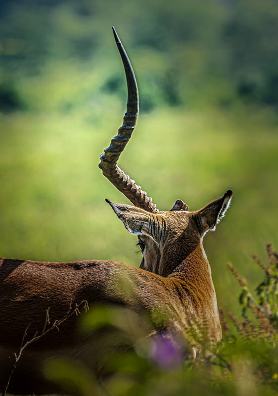 hk_c_在肯尼亞的馬賽馬拉，一隻落單的瞪羚，已經殘缺了一隻角，依然警惕地審視着周邊。楊秉勇.jpg