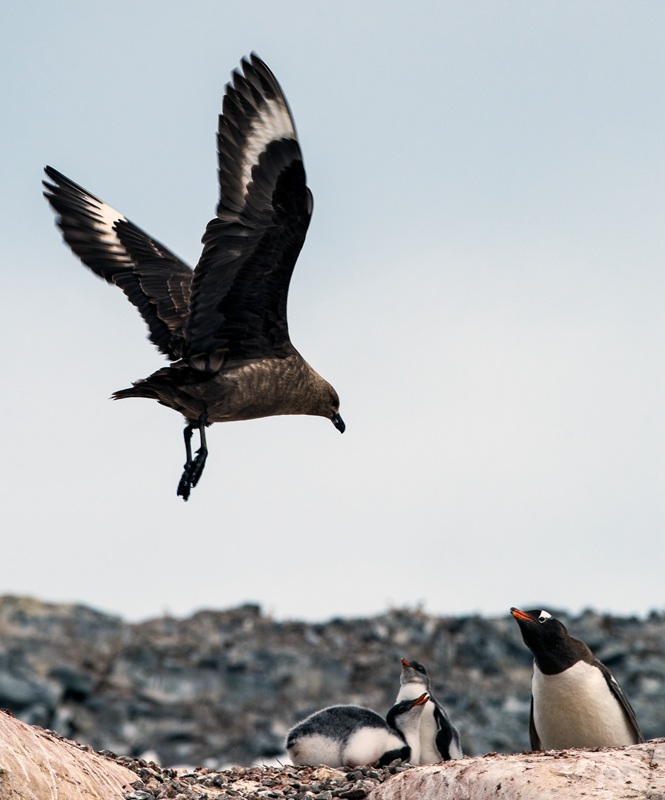 hk_c_對峙 攝於南極半島達摩依角。兩隻企鵝正在與一直企圖叼走小企鵝的賊鷗對峙。 楊秉勇.jpg