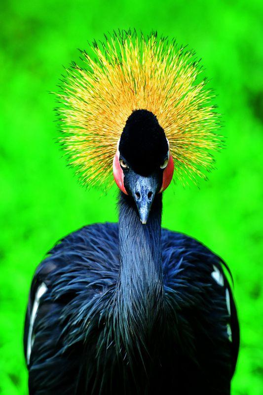 hk_c_《高冷的黑冠鶴》 攝於上海野生動物園。 陳旻.jpg