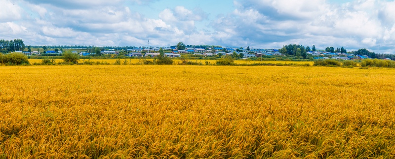 hk_c_走在這秋季的田間小路，山崗大豆玉米，坡下黃燦燦的水稻，真可謂遍地鋪金。2021年8月30日，拍攝於黑龍江綏棱。趙長林.jpg