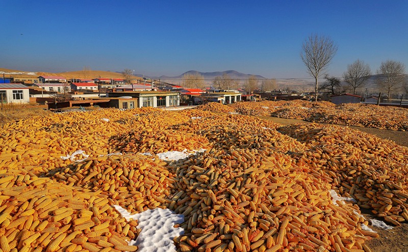 hk_c_豐收的玉米在打穀場上晾曬  獨狼.jpg