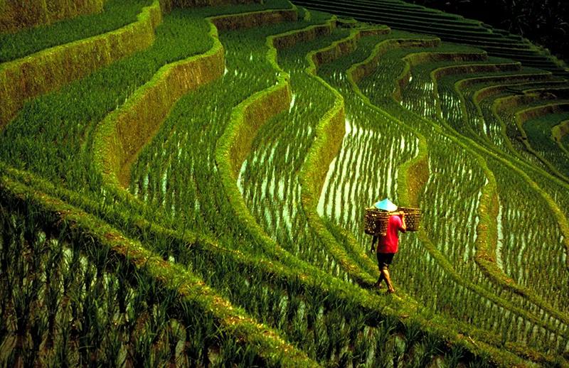 hk_c_巴厘梯田  Bali Rice Field.jpg