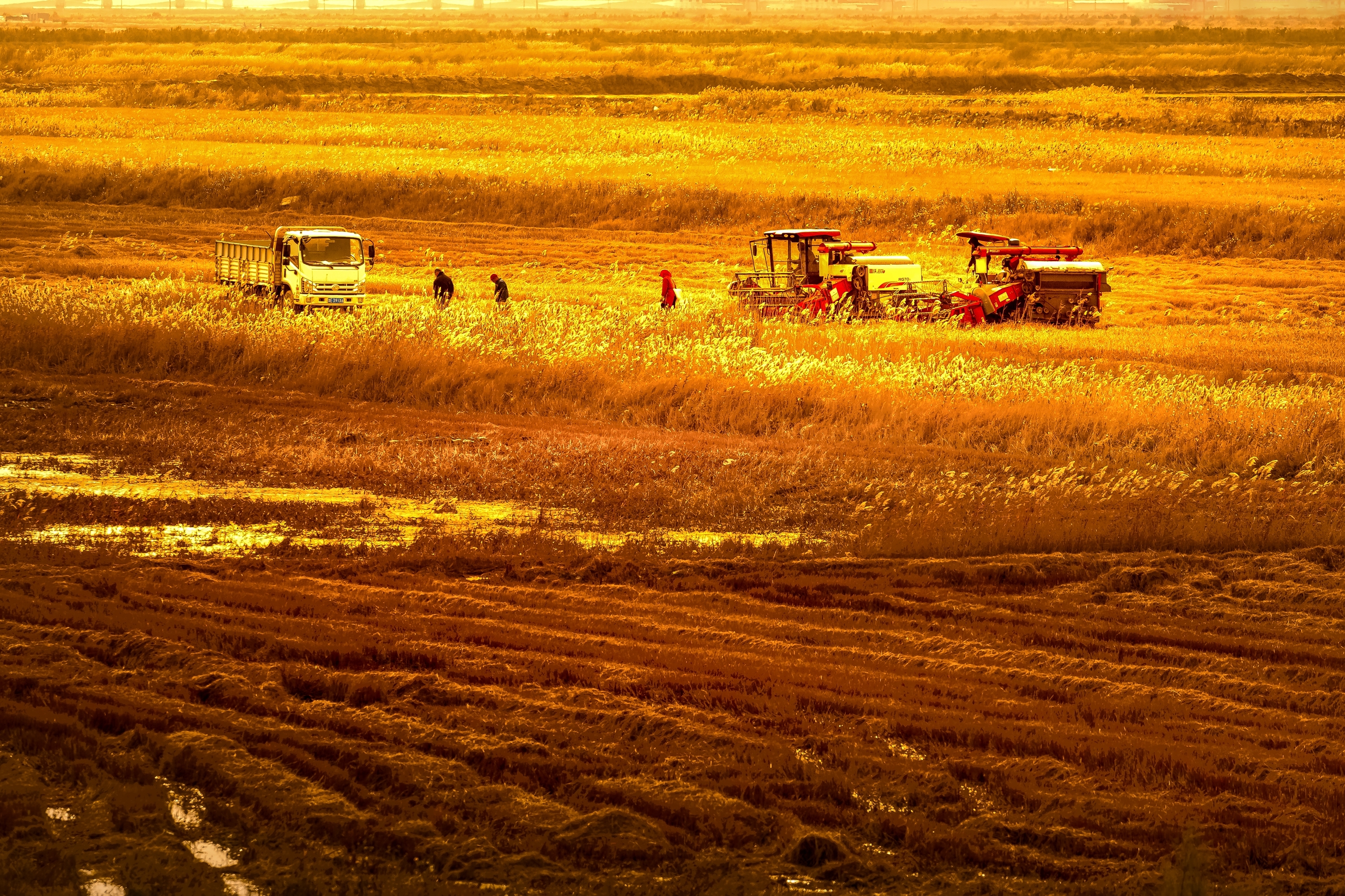 hk_c_收穫 東營濕地正在收割的晚稻——黃河口大米 怪客6攝.jpg