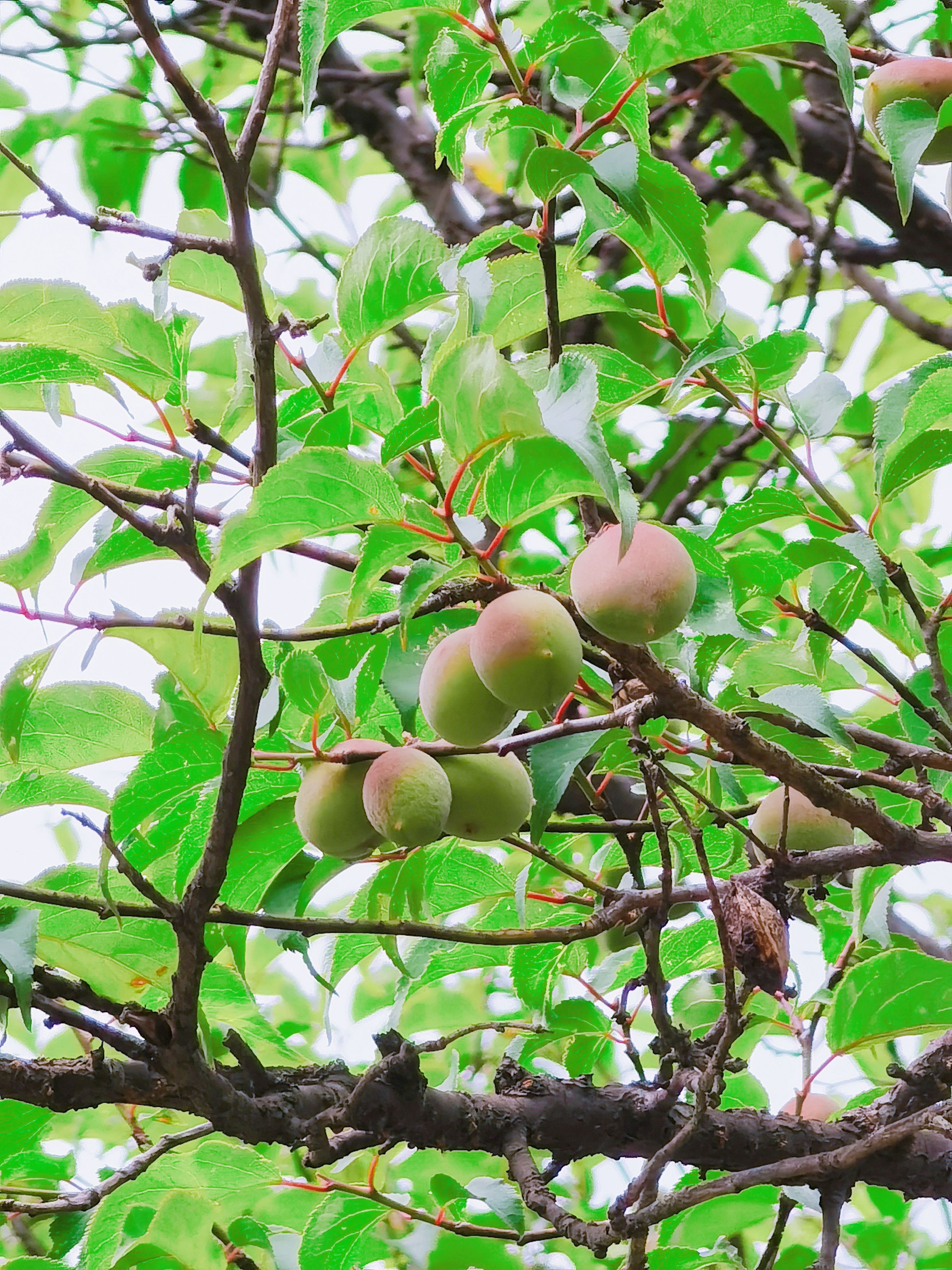 芒种｜梅子熟，夏耕忙