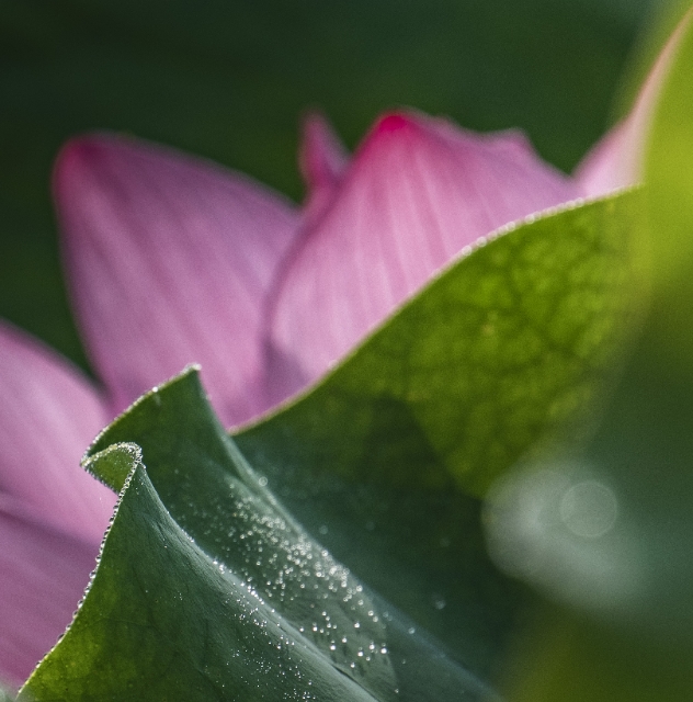 hk_c_《羞露粉黛》 王建共.jpg