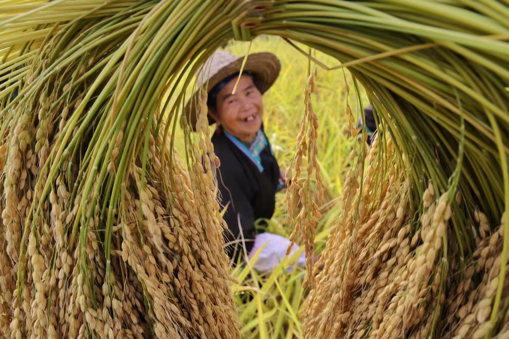 hk_c_1666598165915063612.jpg hk_c_4.jpg