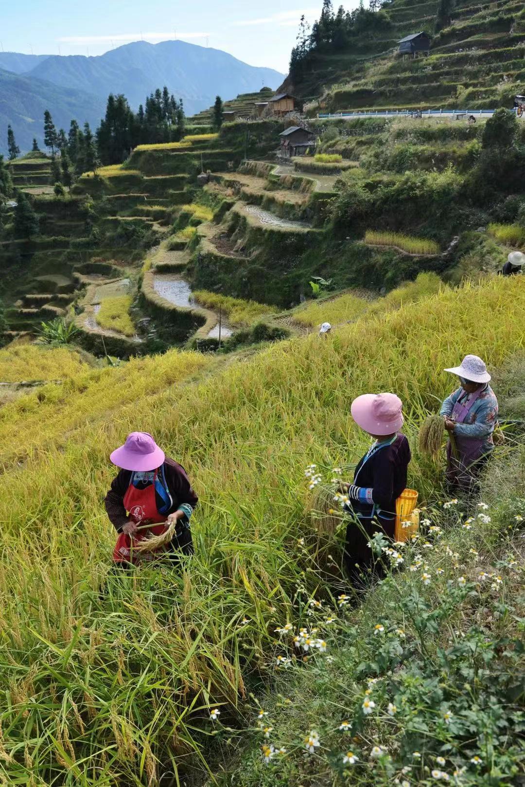 hk_c_1666598206140010417.jpg hk_c_3.jpg