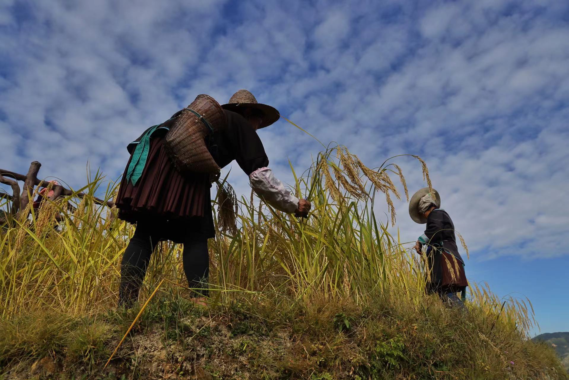 hk_c_1666598762851085428.jpg hk_c_7.jpg